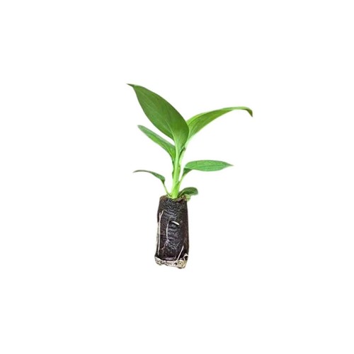 Spathiphyllum - , (peace