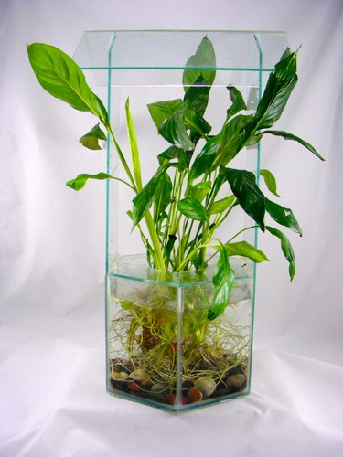 Peace lily white - , live